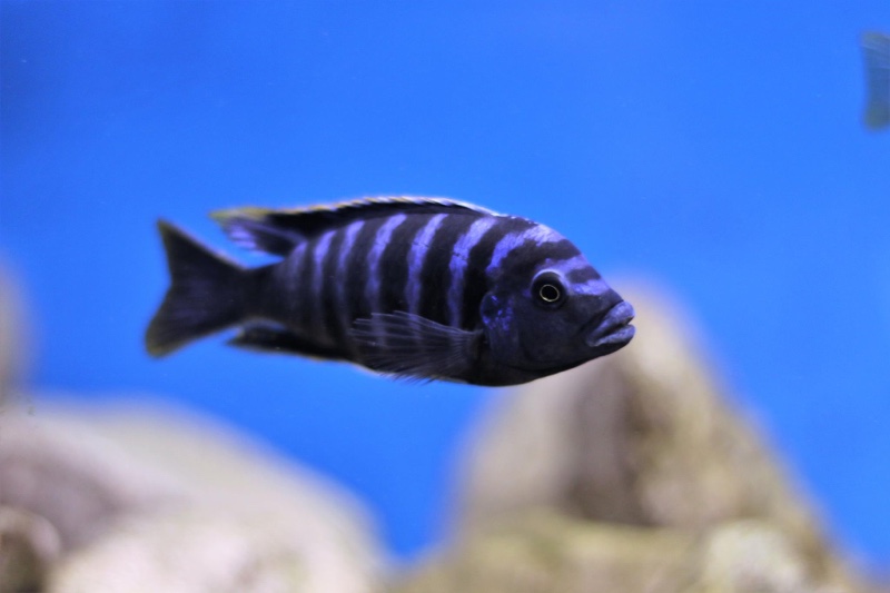Cynotilapia afra 'Border'